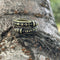 Bague Dragon Viking Réglable Or